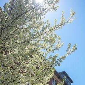 flowers on UNH campus